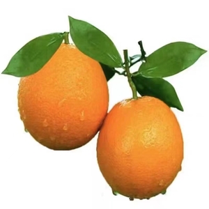 长野香橙10斤礼盒装